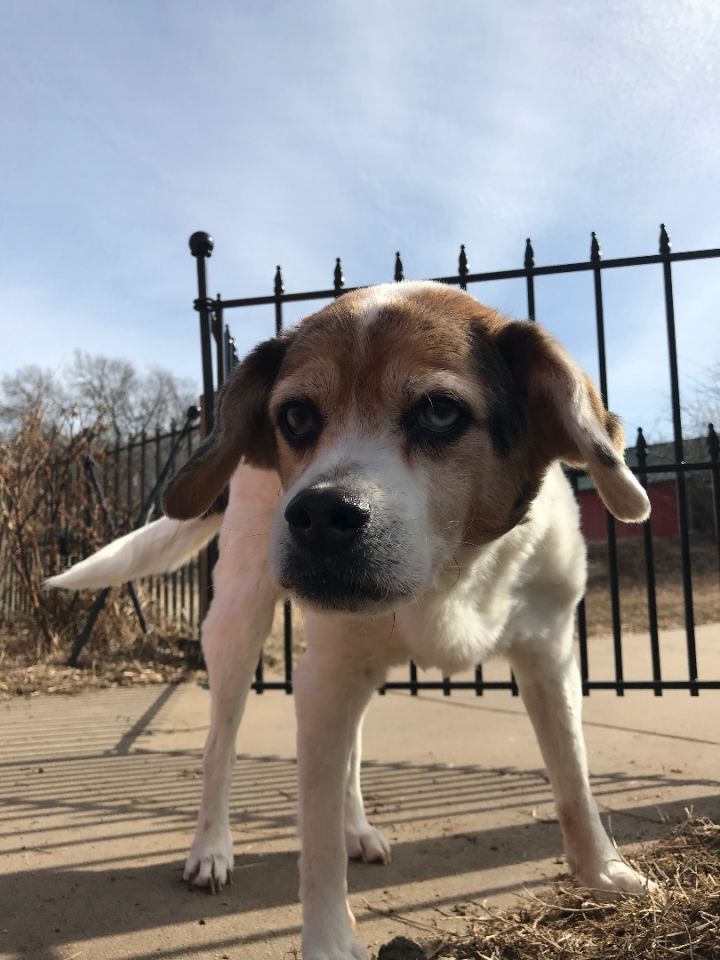 Moe, an adoptable Beagle Mix in Leon, KS_image-3