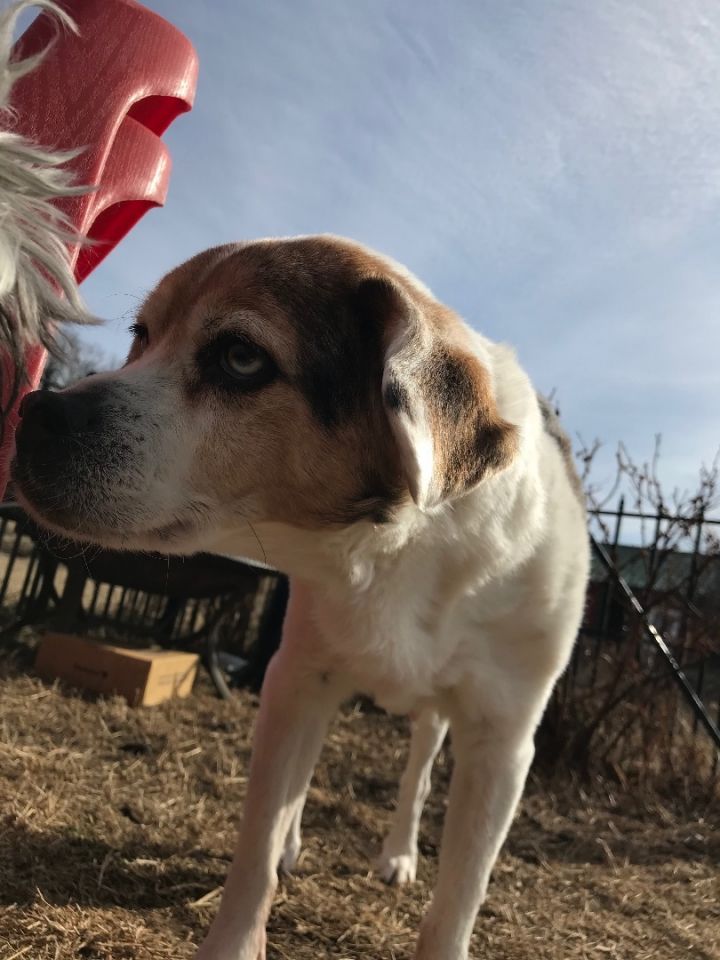Moe, an adoptable Beagle Mix in Leon, KS_image-4