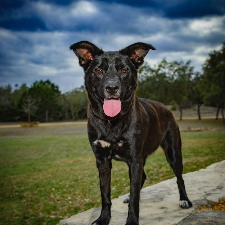 Mystic, an adoptable Collie & Labrador Retriever Mix in Albany, NY_image-4