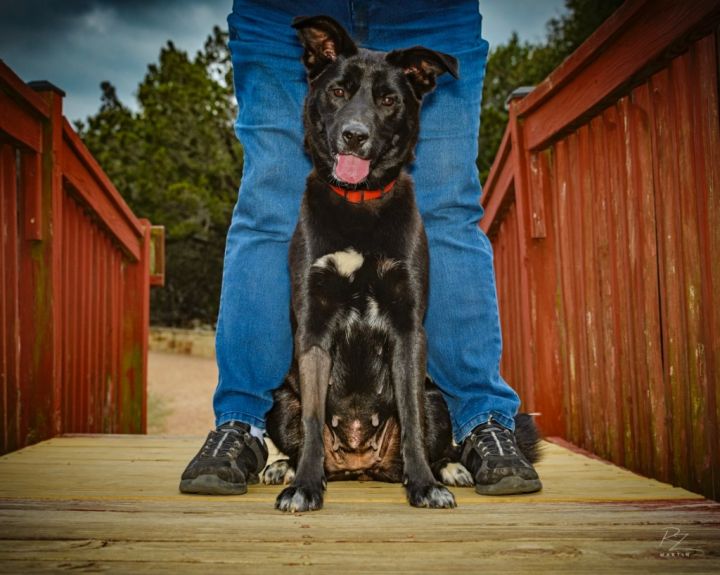 Mystic, an adoptable Collie & Labrador Retriever Mix in Burnsville, MN_image-3