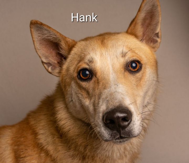 Hank Junior 1