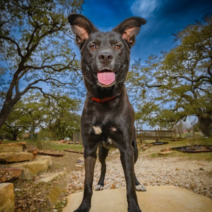 Mystic, an adoptable Collie & Labrador Retriever Mix in Pittsburgh, PA_image-1