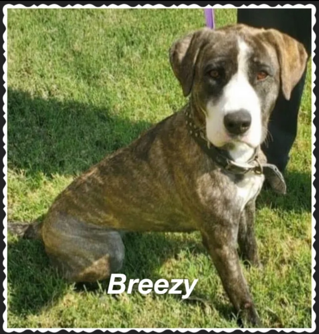 Breezy, an adoptable Catahoula Leopard Dog in Canyon, TX, 79015 | Photo Image 1