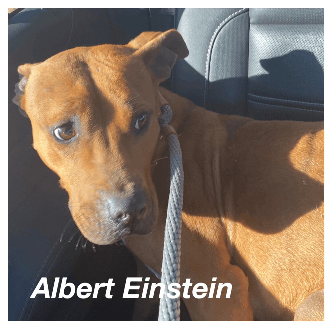 Albert Einstein , an adoptable American Staffordshire Terrier in Canyon, TX, 79015 | Photo Image 1