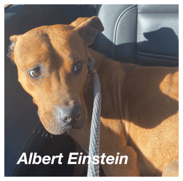 Albert Einstein , an adoptable American Staffordshire Terrier Mix in Canyon, TX_image-1