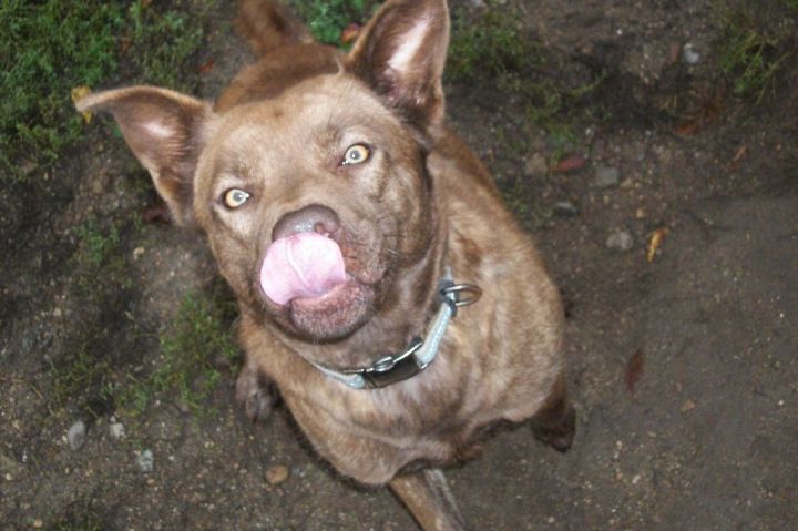 GRACIE, an adoptable Terrier & German Shepherd Dog Mix in Reed City, MI_image-3