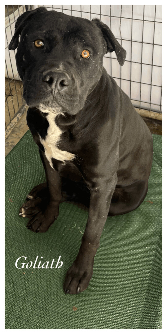 Goliath , an adoptable Pit Bull Terrier Mix in Canyon, TX_image-1