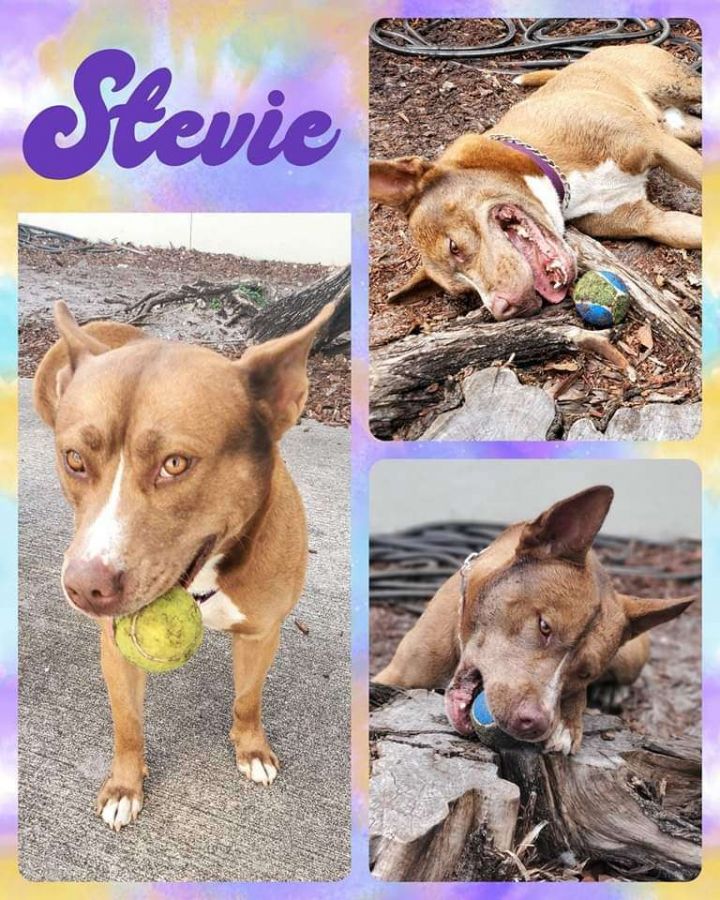 Stevie 4