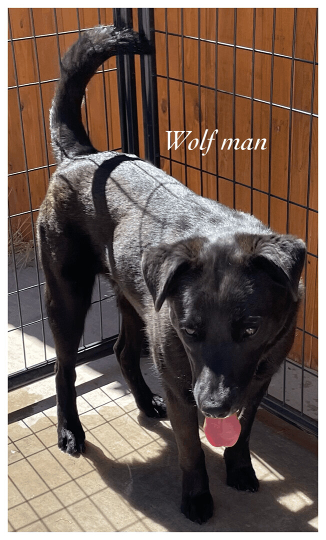 Wolf Man, an adoptable Black Labrador Retriever Mix in Canyon, TX_image-1
