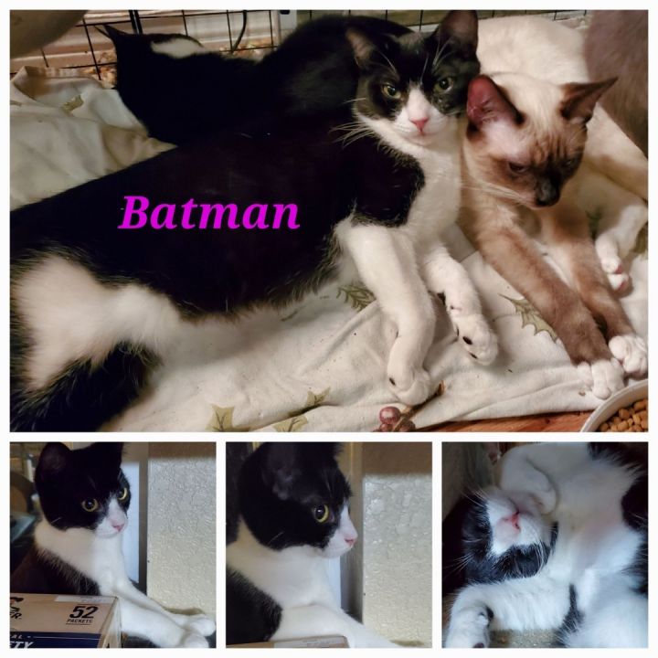 Batman 1