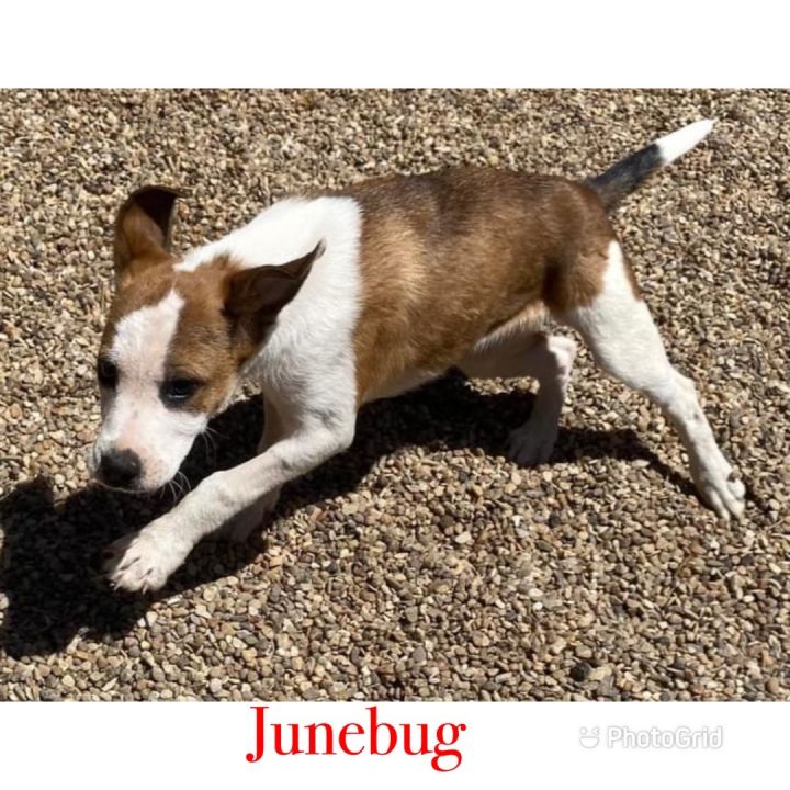 Junebug , an adoptable Pit Bull Terrier Mix in Canyon, TX_image-1