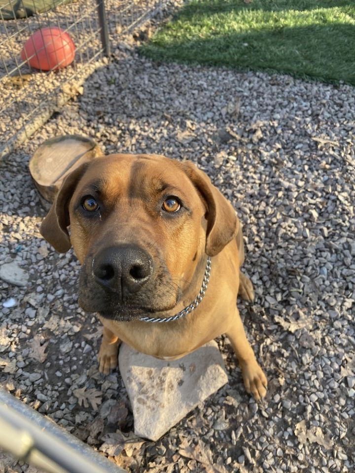 Rottweiler and coonhound store mix