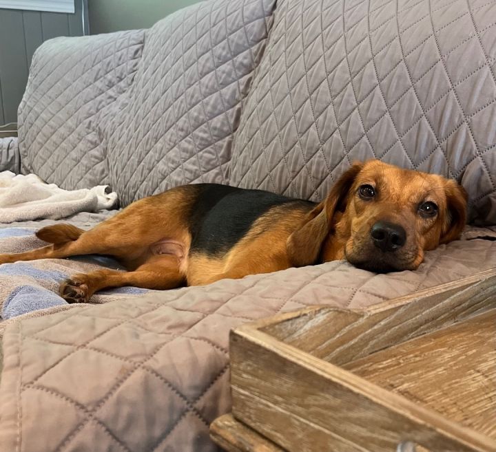 PENELOPE—(ADOPTION PENDING) BEST BEAGLE EARS EVER, YOUNG BEAGLE GIRL 3