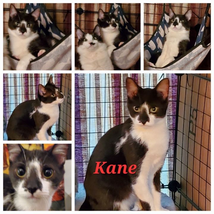 Kane, an adoptable American Shorthair in El cerrito, CA_image-5