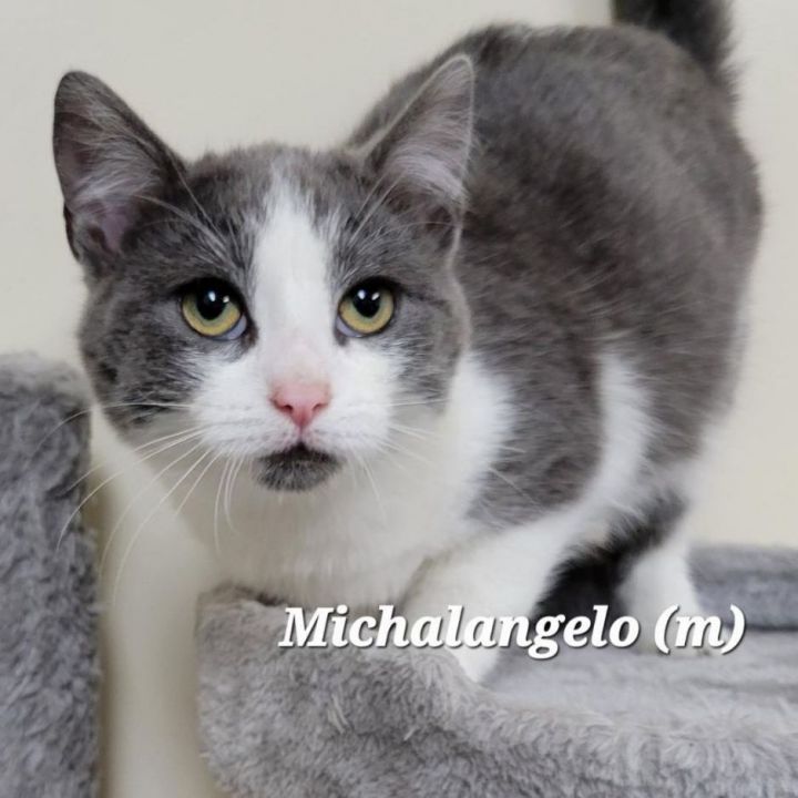 Michaelangelo, an adoptable Domestic Short Hair in Mazon, IL_image-1