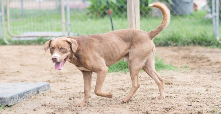 Gabe, an adoptable Labrador Retriever Mix in West Point, MS_image-2