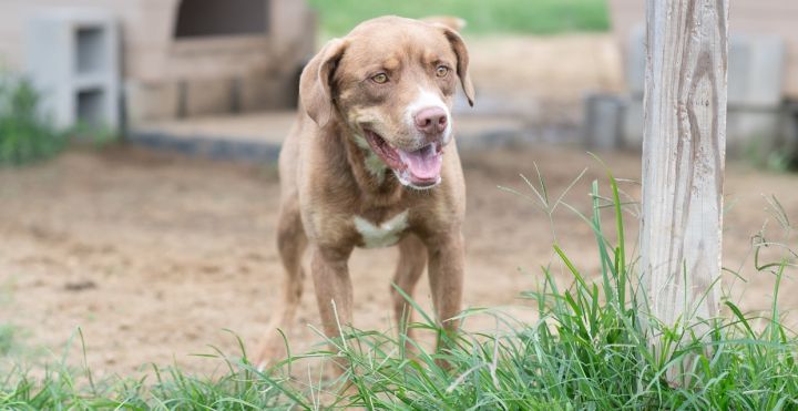 Gabe, an adoptable Labrador Retriever Mix in West Point, MS_image-3