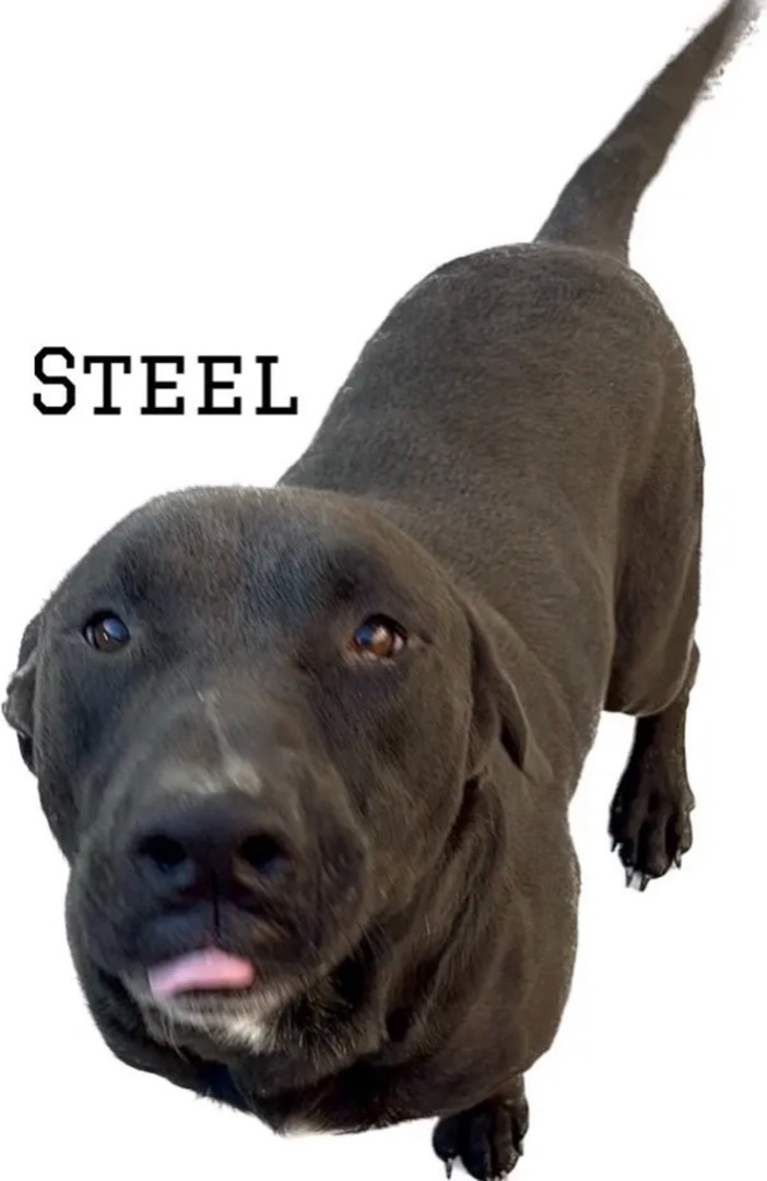 Steel, an adoptable Pit Bull Terrier in Canyon, TX, 79015 | Photo Image 1