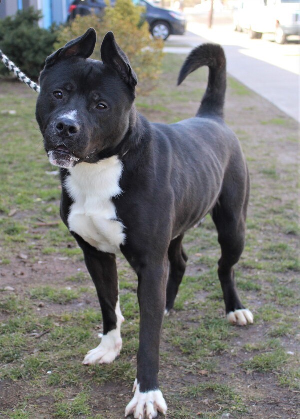 Gomez, an adoptable Pit Bull Terrier & Shepherd Mix in Newark, NJ_image-6
