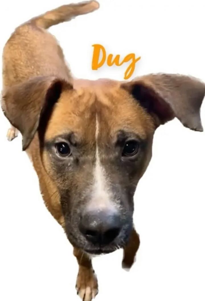 Dug, an adoptable Mixed Breed in Canyon, TX_image-1