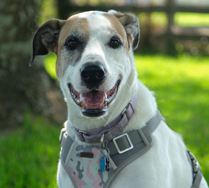 MARSHA MALLOW, an adoptable Greyhound Mix in Orange, TX_image-3