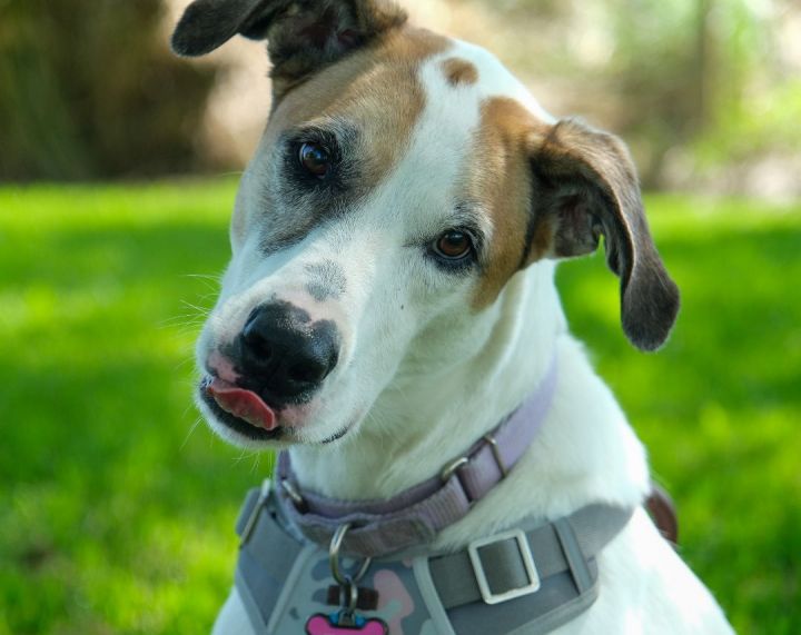 MARSHA MALLOW, an adoptable Greyhound Mix in Orange, TX_image-1