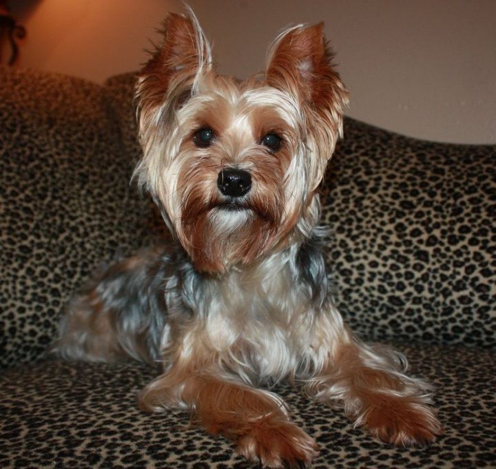 Webster, an adoptable Yorkshire Terrier in League City, TX_image-1