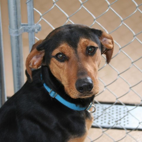 Patrick, an adoptable Coonhound in Logan, UT_image-2