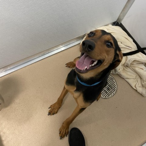 Patrick, an adoptable Coonhound in Logan, UT_image-6