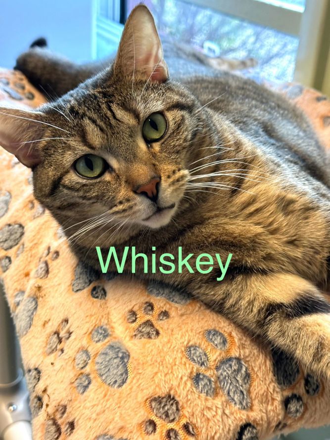 Whiskey