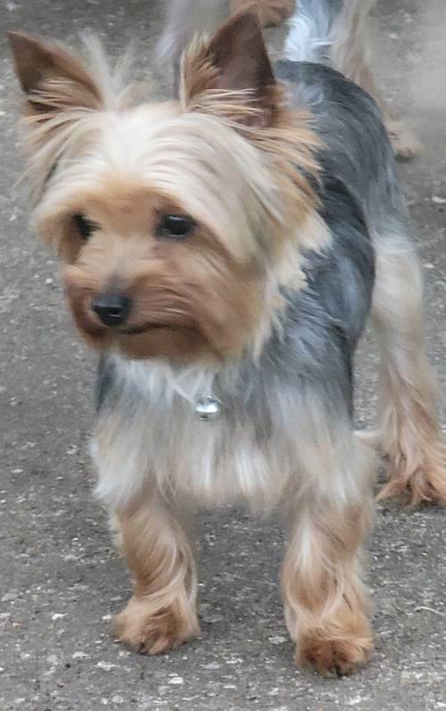 Yorkie best sale animal shelter