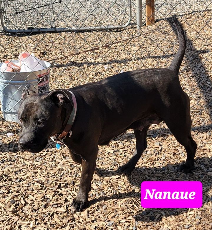 Nanaue 4