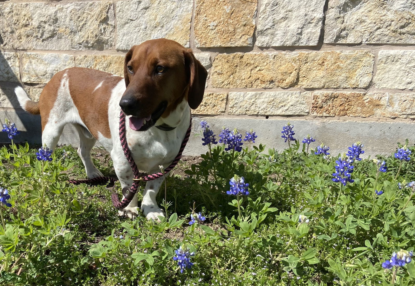 Tiger, an adoptable Dachshund in Pearland, TX, 77584 | Photo Image 1