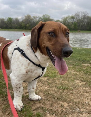 Tiger, an adoptable Dachshund in Pearland, TX, 77584 | Photo Image 2