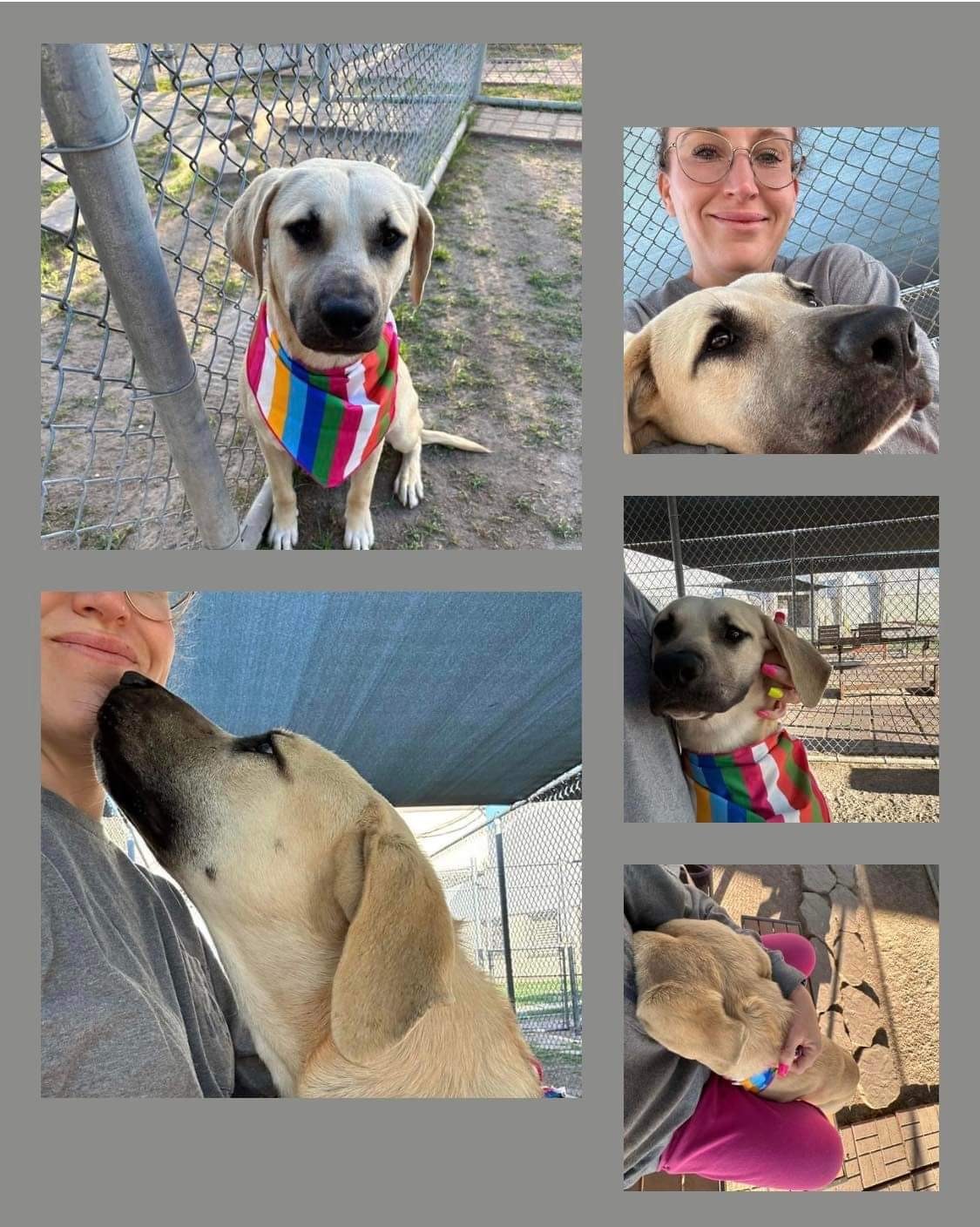 Timber, an adoptable Black Mouth Cur in Arlee, MT, 59821 | Photo Image 1