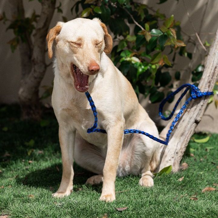 VANILLA, an adoptable Labrador Retriever Mix in Rowland Heights, CA_image-4