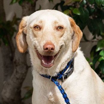VANILLA, an adoptable Labrador Retriever Mix in Rowland Heights, CA_image-1