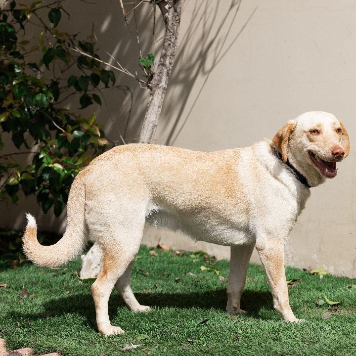 VANILLA, an adoptable Labrador Retriever Mix in Rowland Heights, CA_image-6