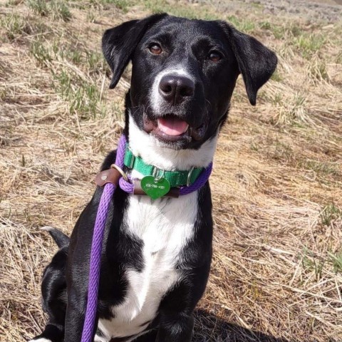 Dottie, an adoptable Mixed Breed in Hailey, ID_image-1
