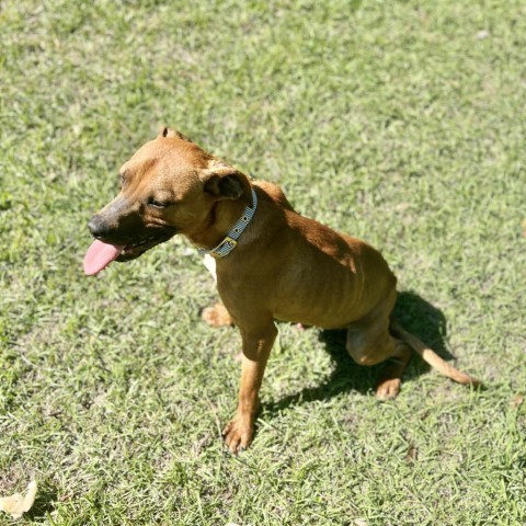 Luca, an adoptable Boxer, Rhodesian Ridgeback in Donalsonville, GA, 39845 | Photo Image 3