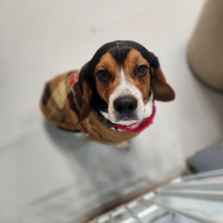 Charlie, an adoptable Beagle in Carneys Point, NJ_image-2