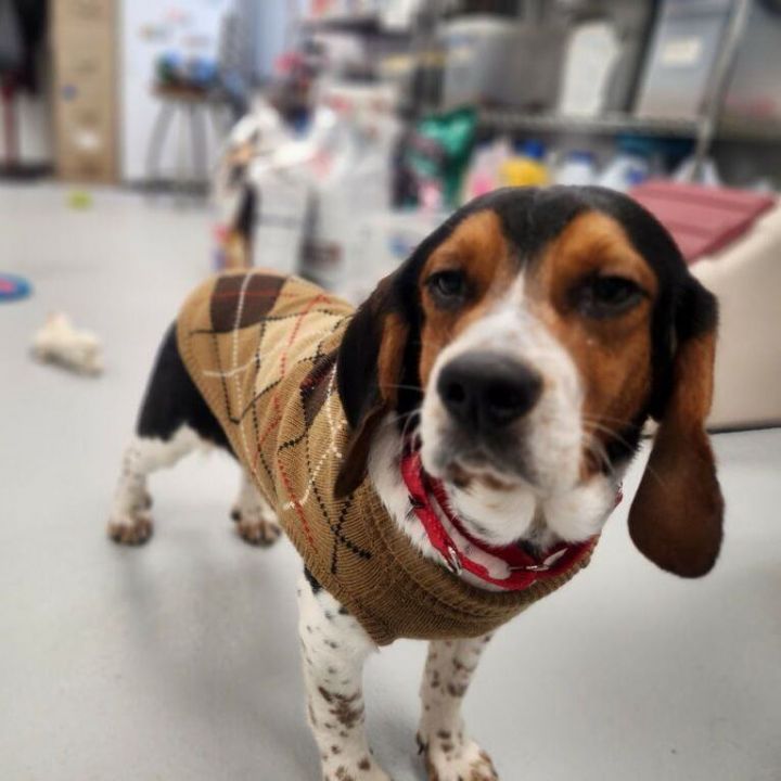 Charlie 1