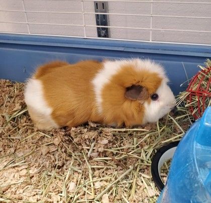 Snoopy, an adoptable Guinea Pig in Hilliard, OH_image-1
