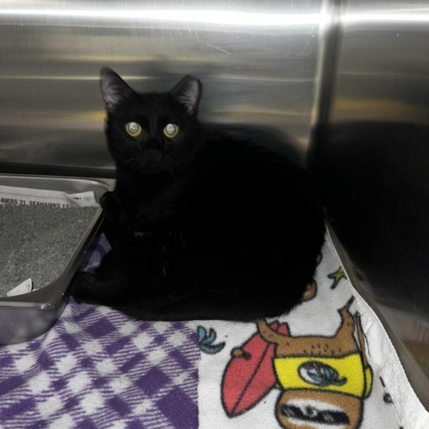 Darcy 2