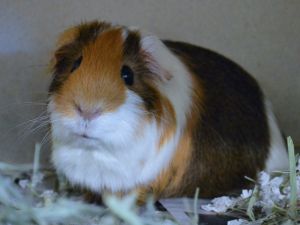 BROWNIE