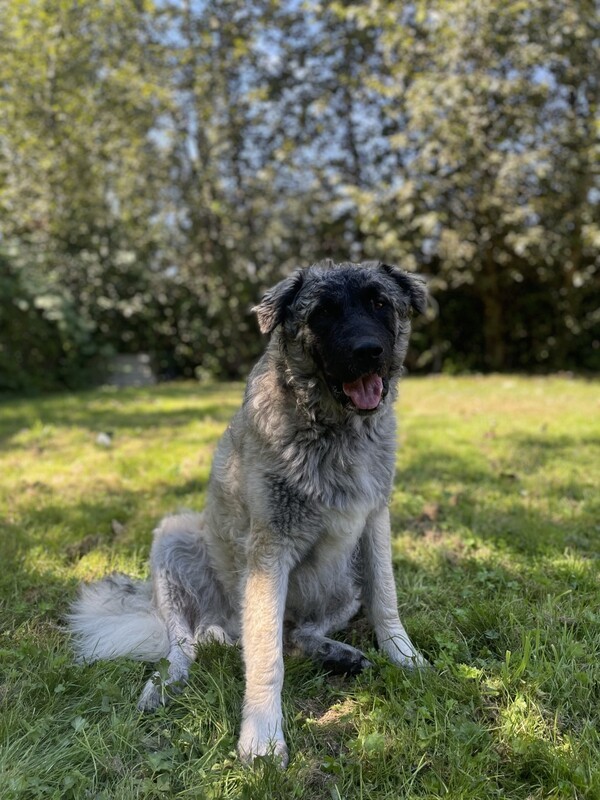 are carpathian sheepdogs healthy