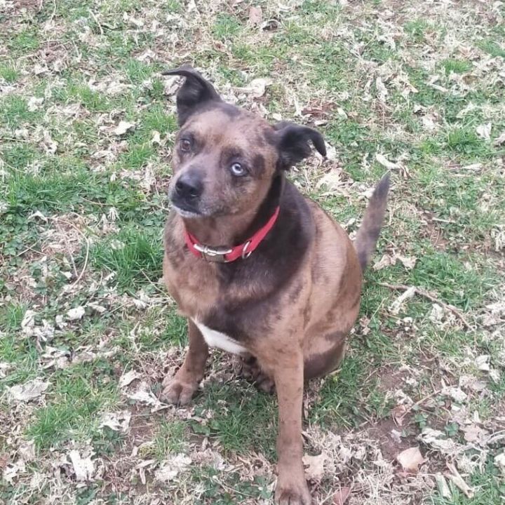 Ed  ***FEE SPONSORED**, an adopted Catahoula Leopard Dog & Australian Cattle Dog / Blue Heeler Mix in Springfield, MO_image-3