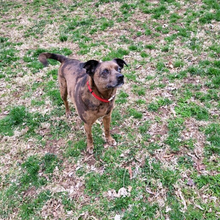 Ed  ***FEE SPONSORED**, an adopted Catahoula Leopard Dog & Australian Cattle Dog / Blue Heeler Mix in Springfield, MO_image-4