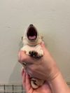 Beignet