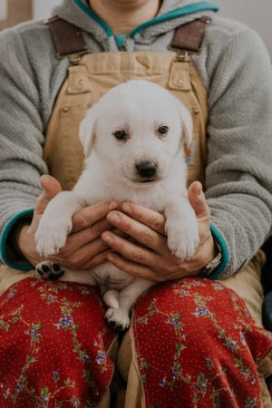 Biscuit